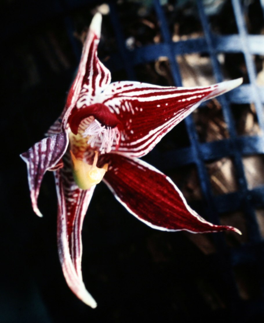 Gloria (Glorification Grandis)