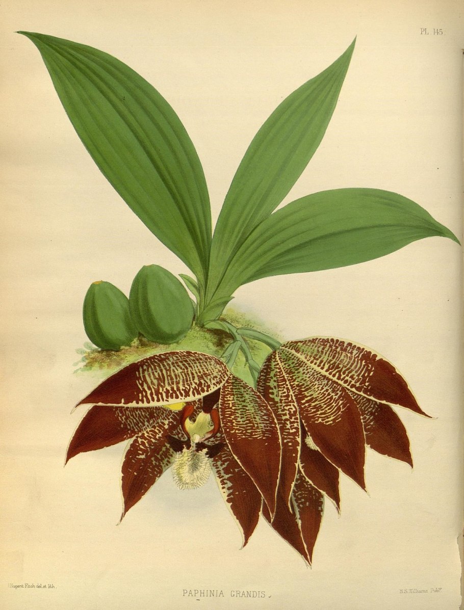 Houlettia odoratissima