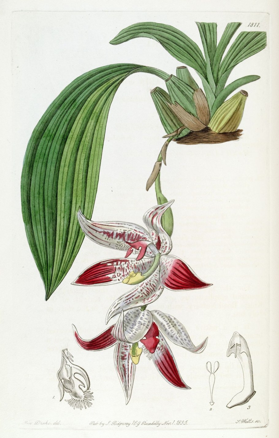 Brassavola cucullata