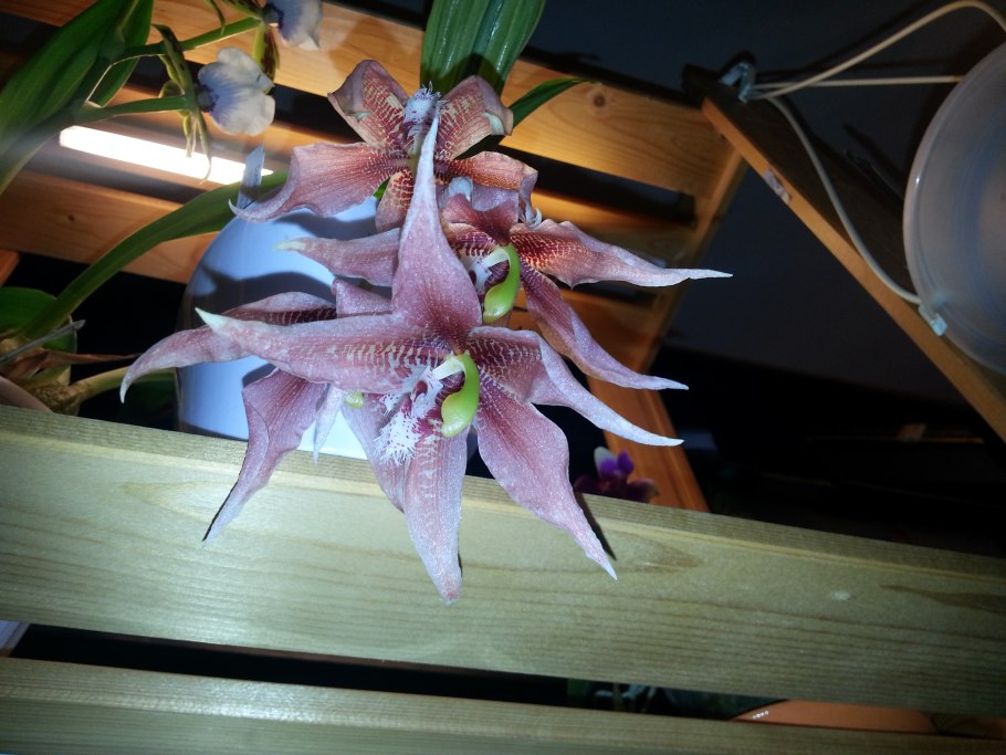 Орхидея Paphinia herrerae