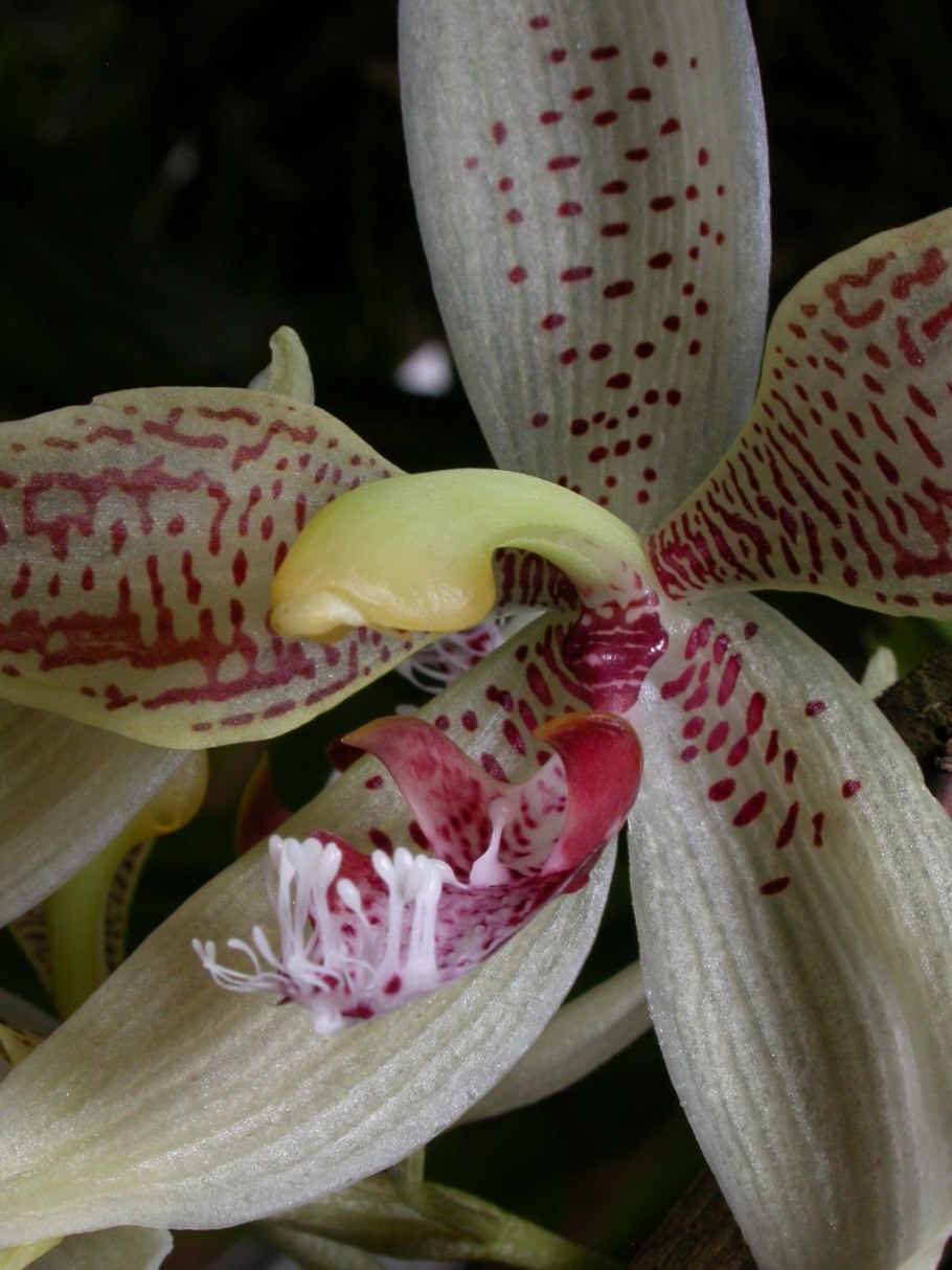 Catasetum tenebrosum