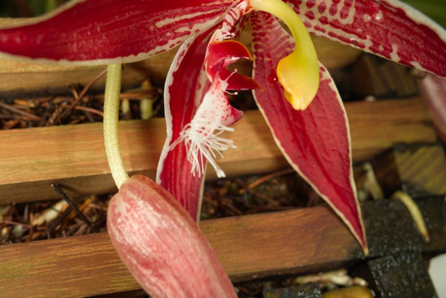 Стангопея Флорида