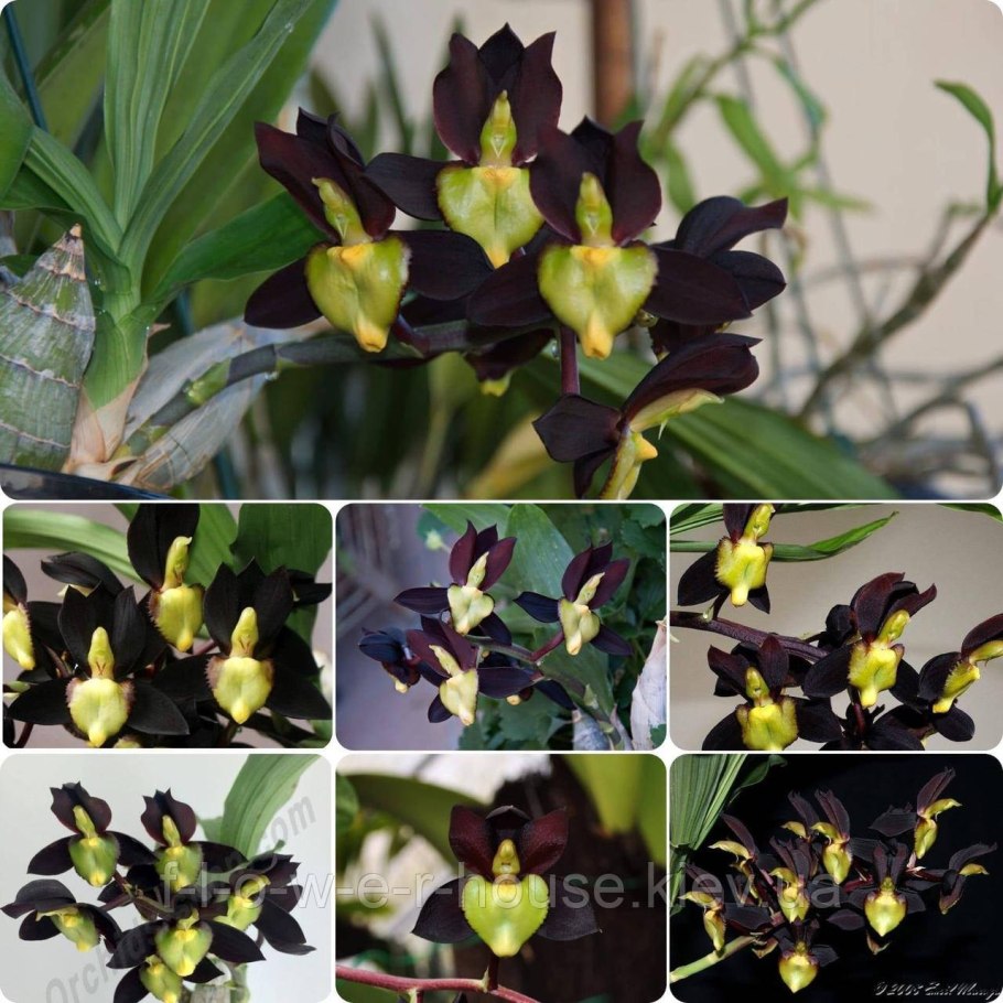 Пафиния гребенчатая