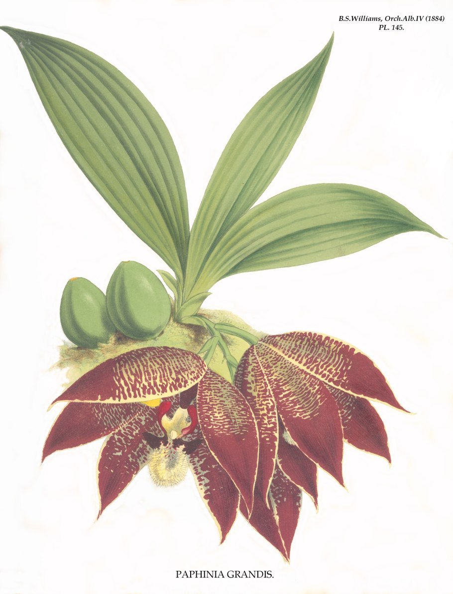 Пафиния гребенчатая