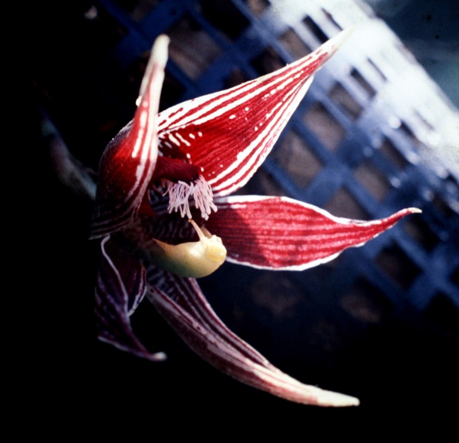 Пафиния не может раскрыть бутон