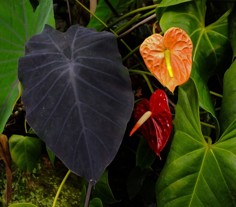 Алоказия длиннолопастная цветок