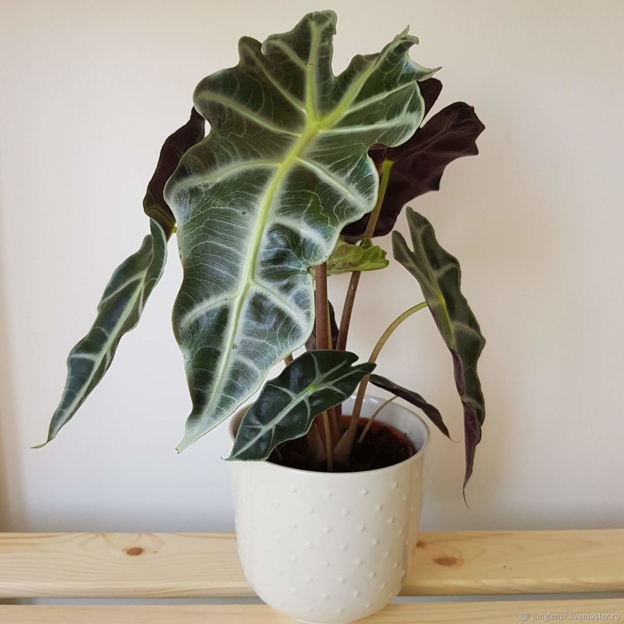 Алоказия,Арум Монтана