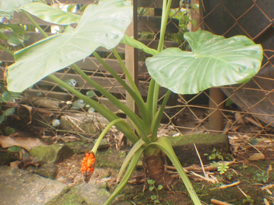 Alocasia cucullata