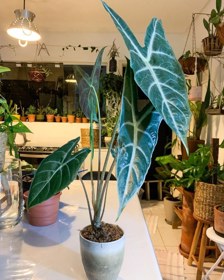 Алоказия Полли цветок