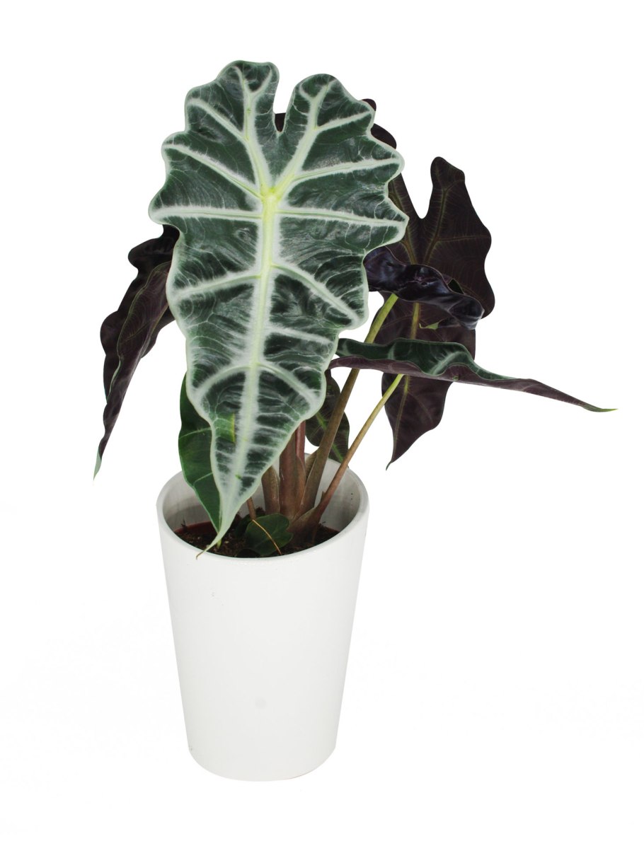 Алоказия Амазонская