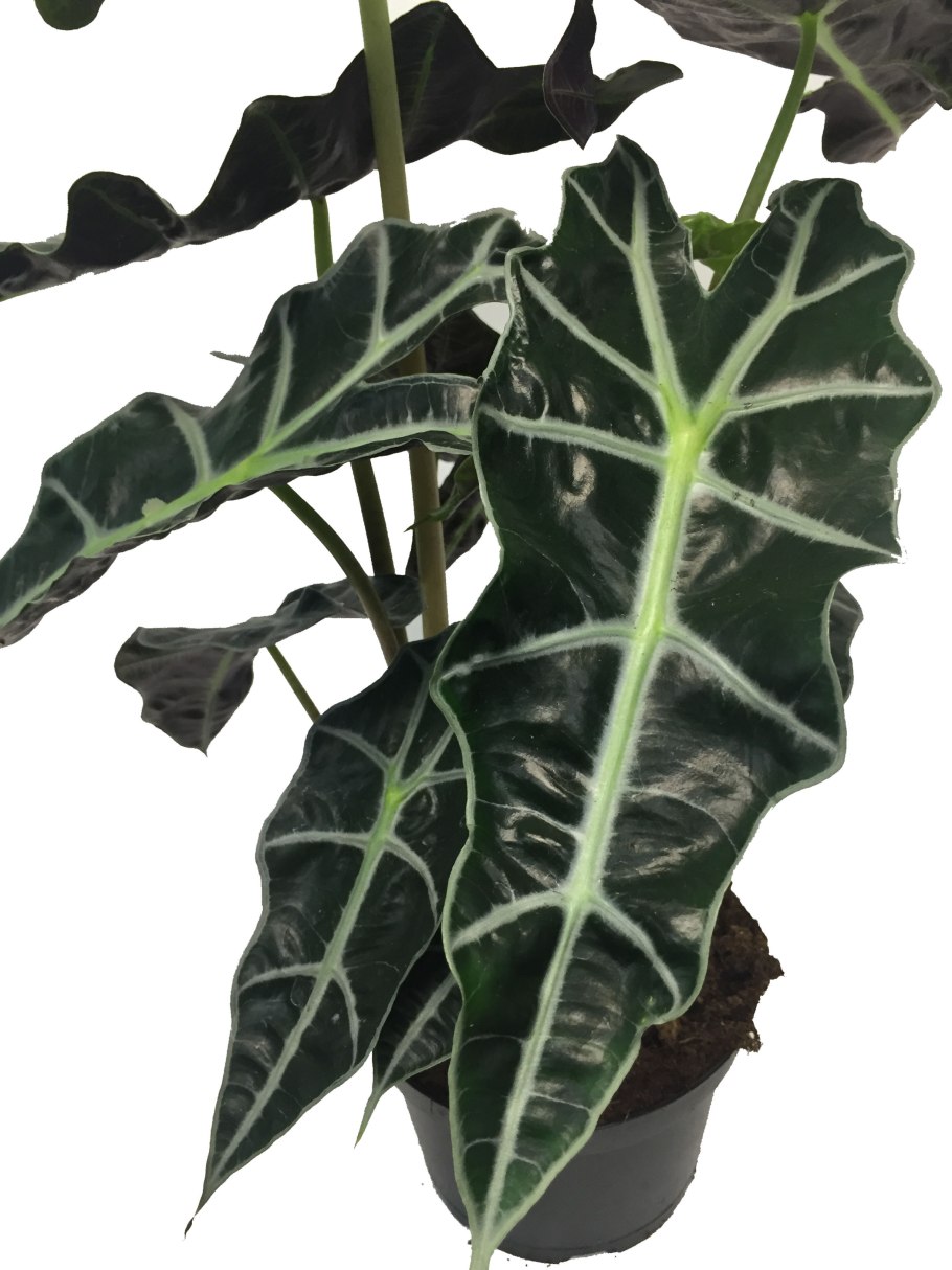 Алоказия Мишольца