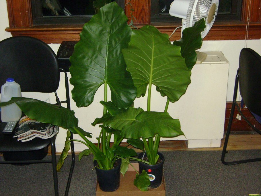 Алоказия Регал Шилдс