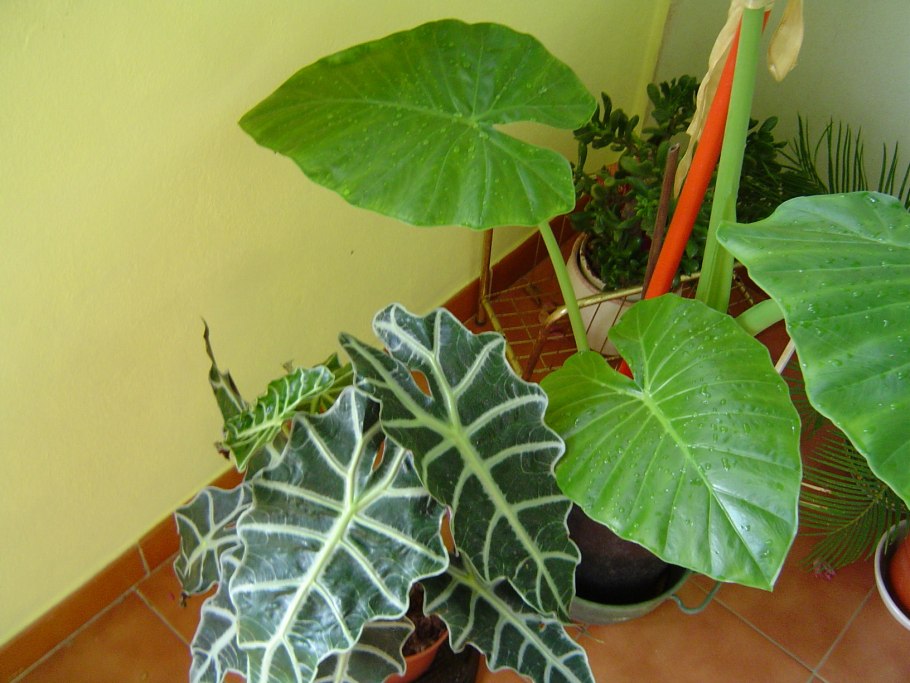 Алоказия вид сверху