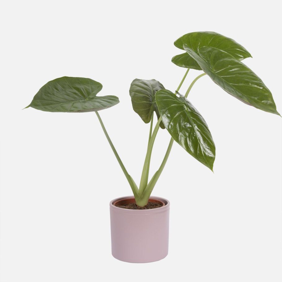 Алоказия виды и сорта фото как цветёт