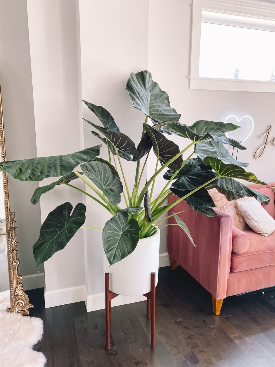 Алоказия в природе