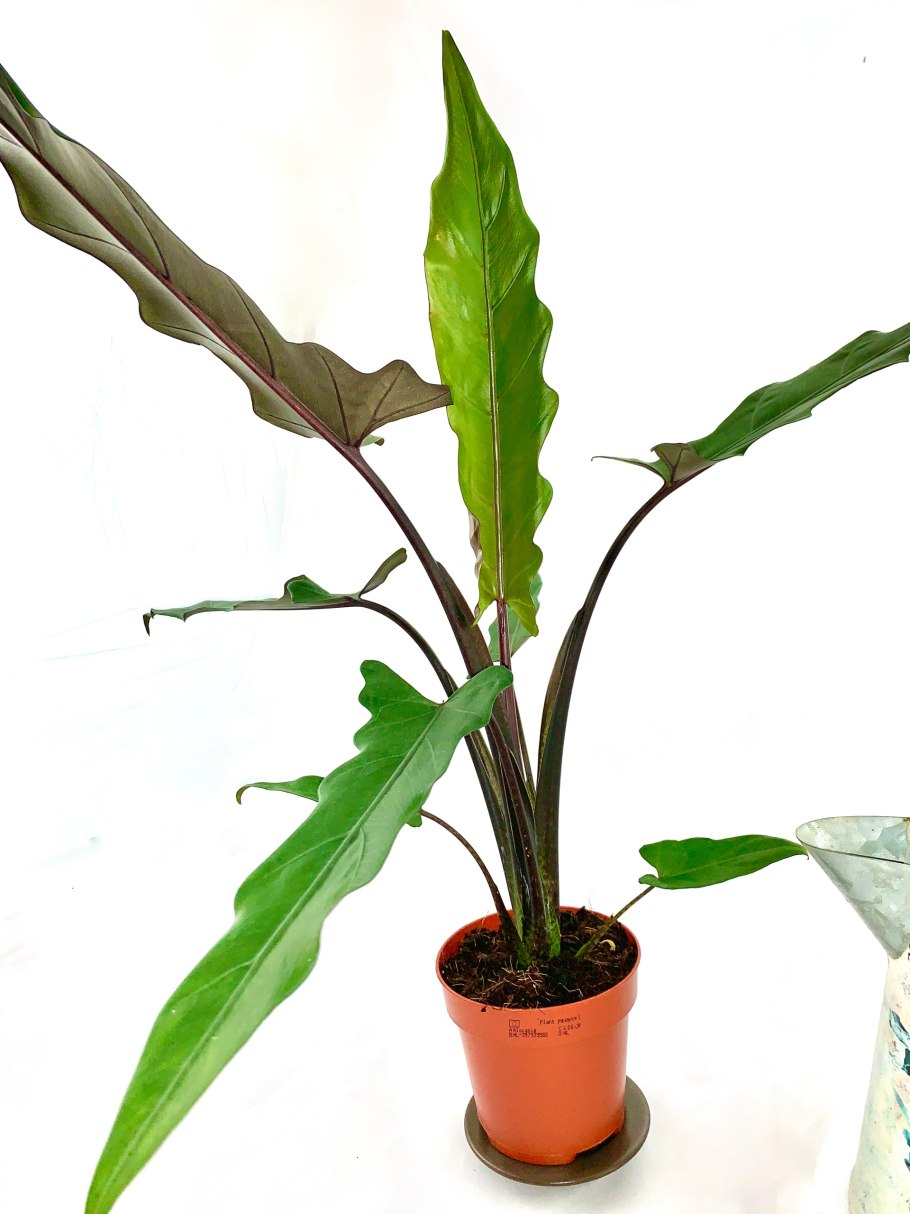 Алоказия Бамбино Арроу