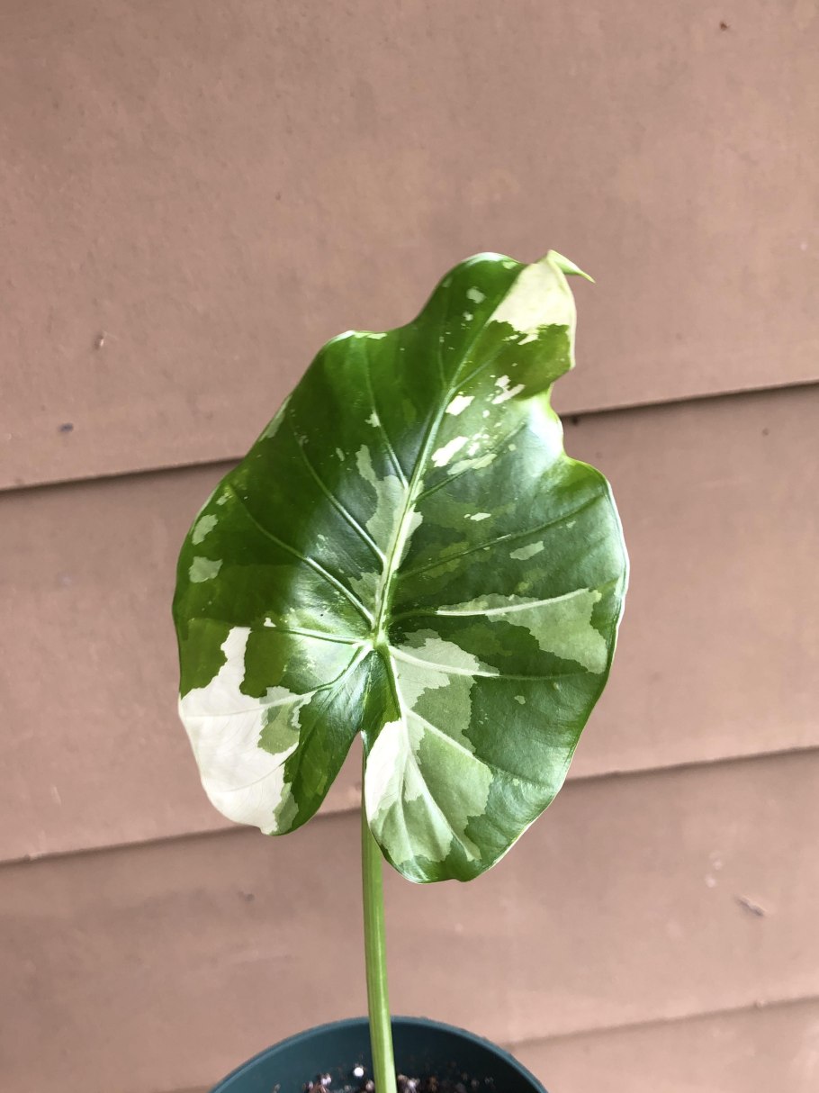 Алоказия крупнокорнева