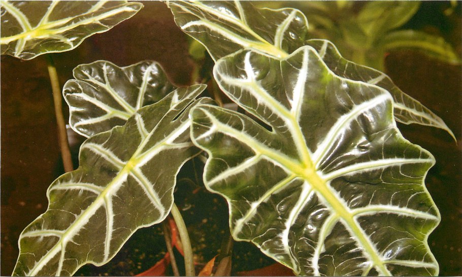 Алоказия длиннолопастная алоказия длиннолопастная