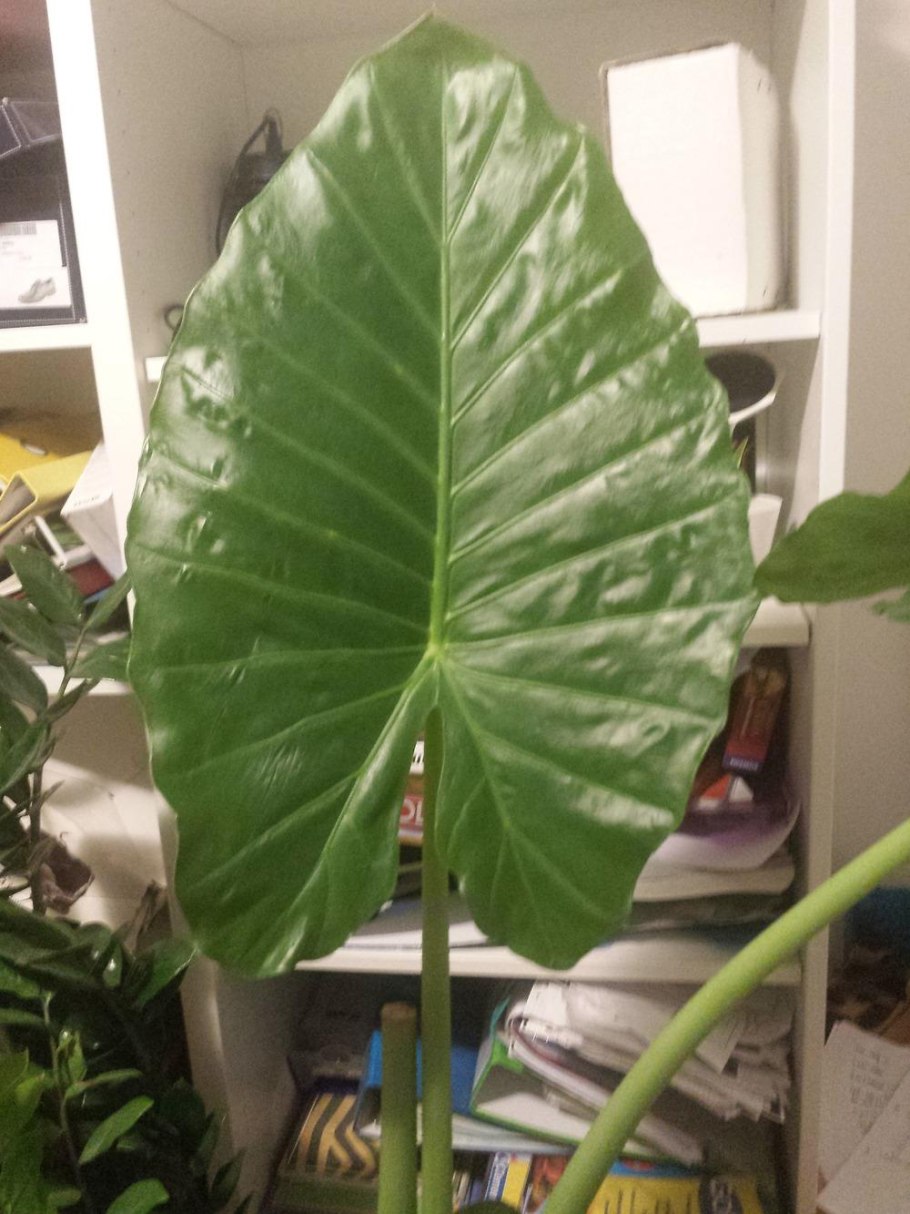 Алоказия Амазоника Полли