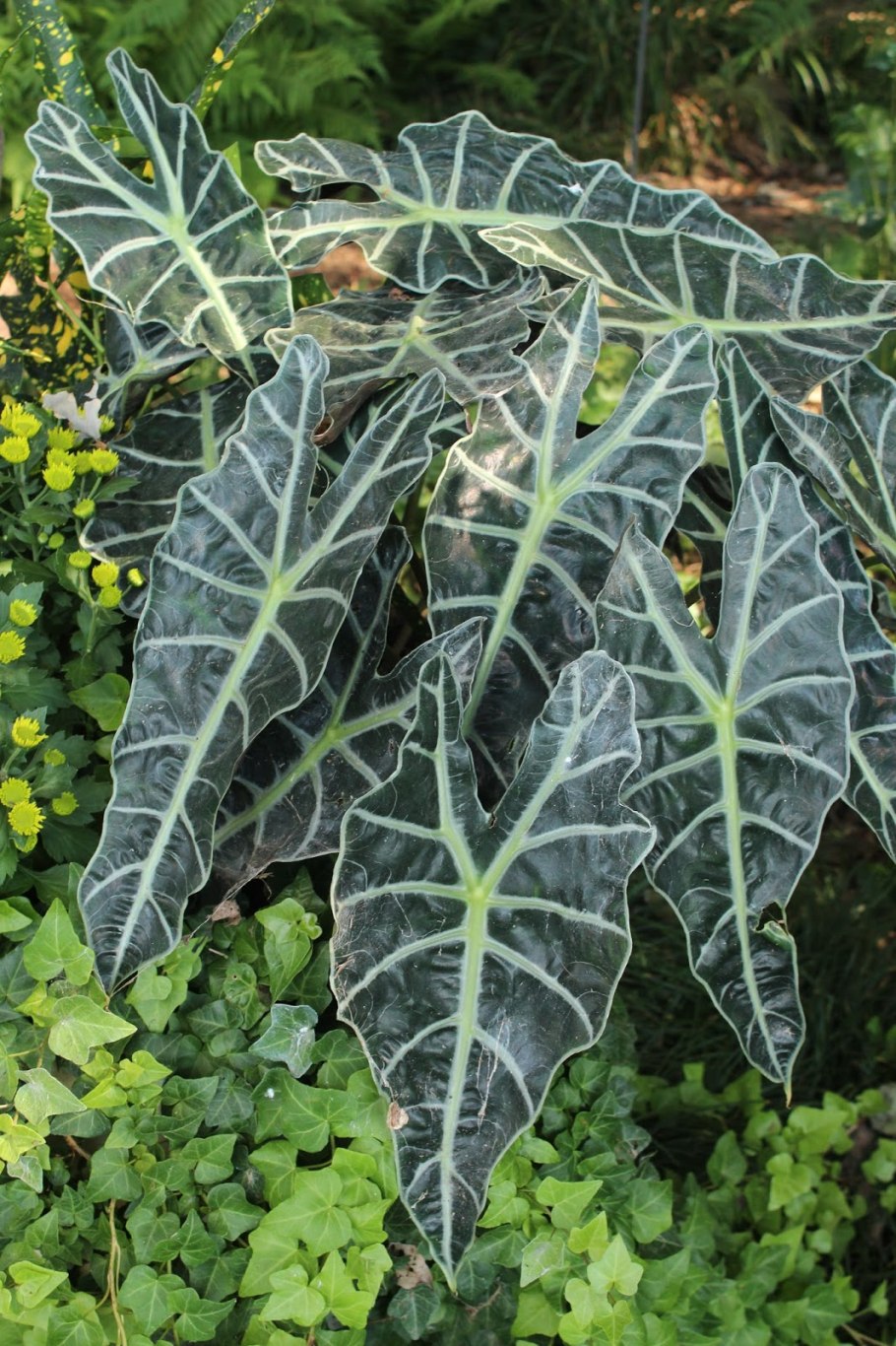 Алоказия Марокко