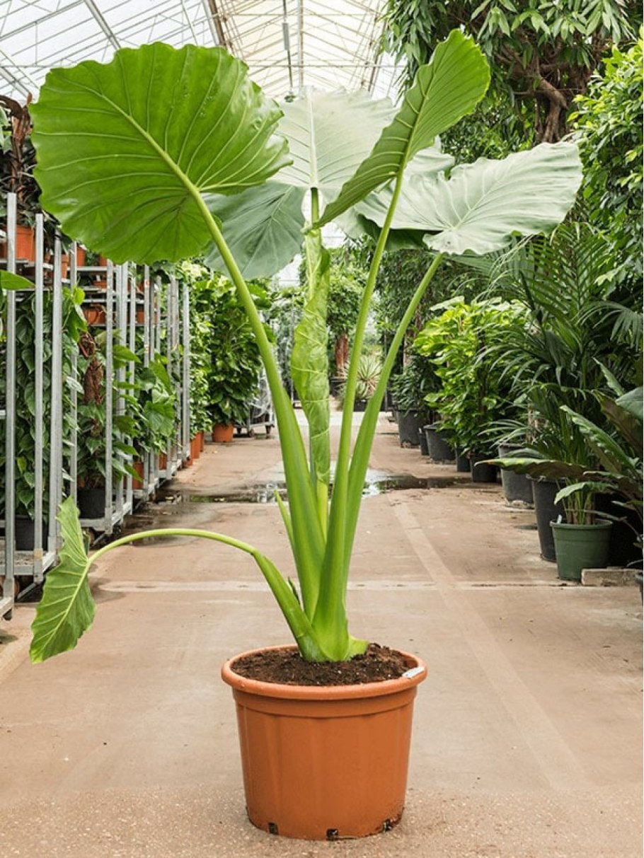 Алоказия Полли цветок