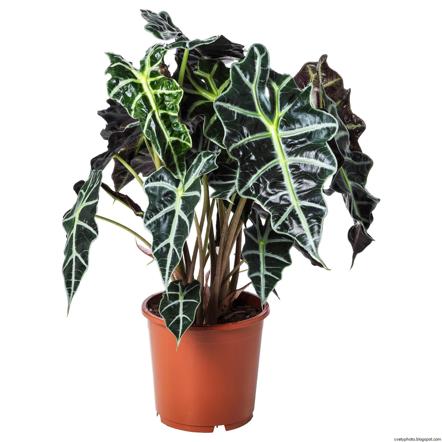 Alocasia cuprea
