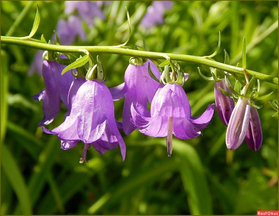 Campanula komarovii