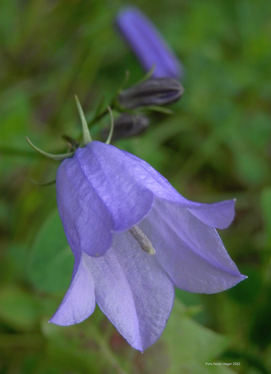 Колокольчик узколистный