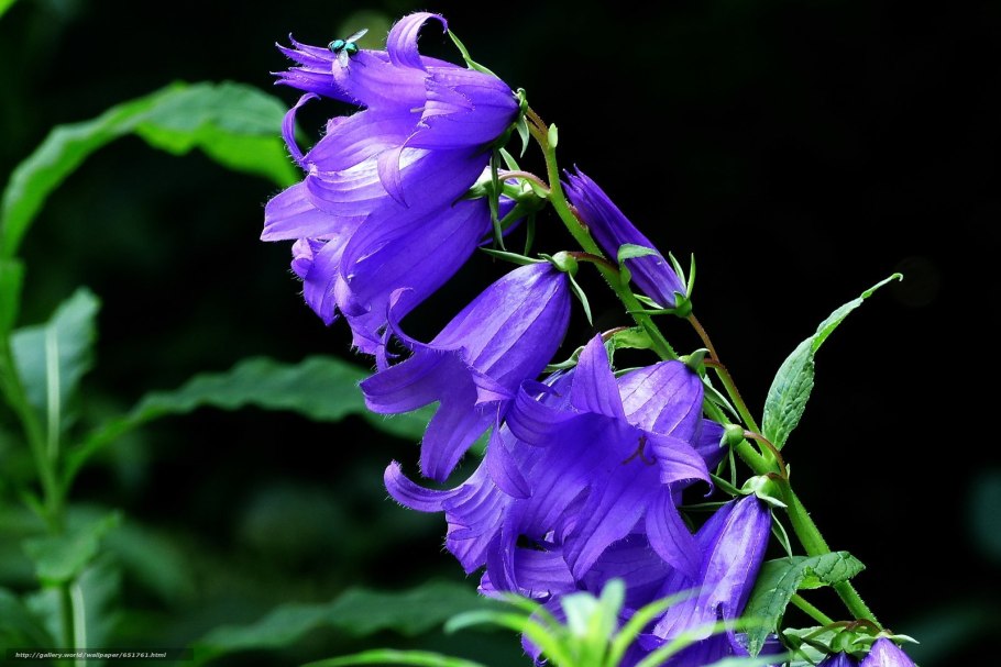 Колокольчик узколистный