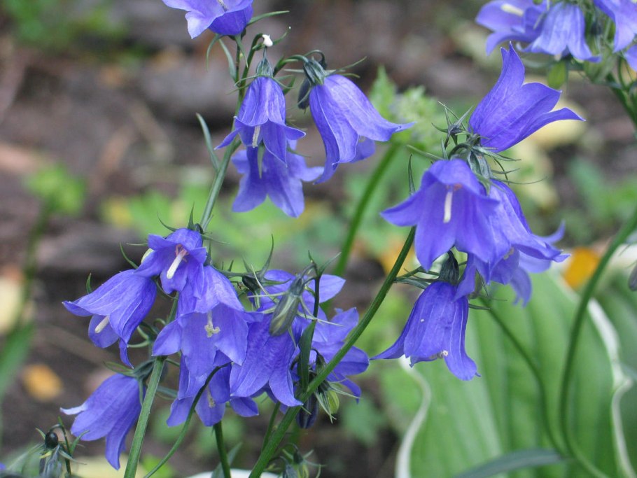 Обои на рабочий стол цветы колокольчики
