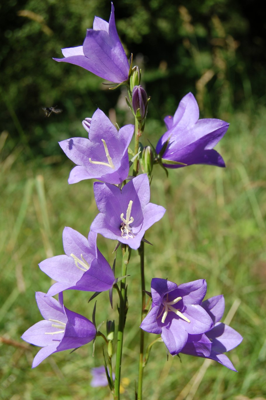 Колокольчик персиколистный (Campanula persicifolia l.)