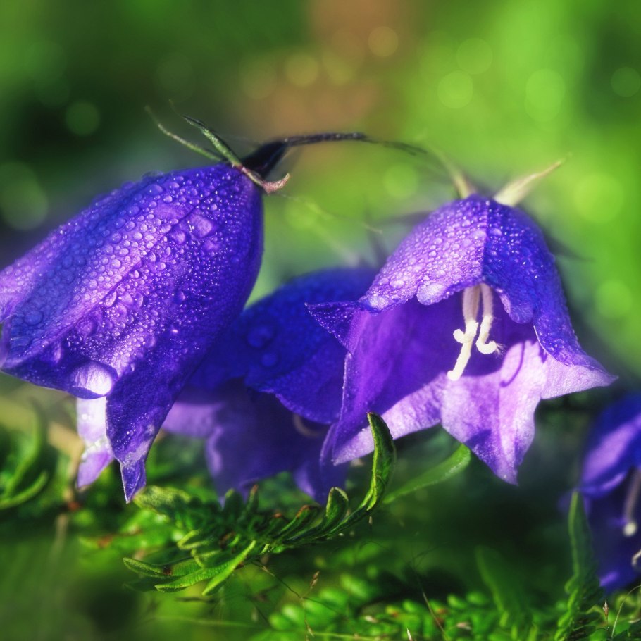 Колокольчик Нефедова (лат. Campanula nefedovii)