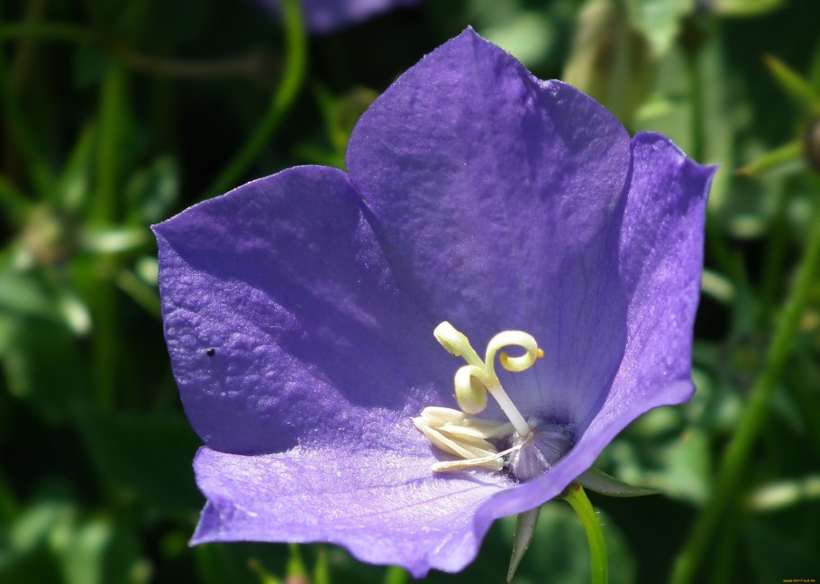 Колокольчик персиколистный корень