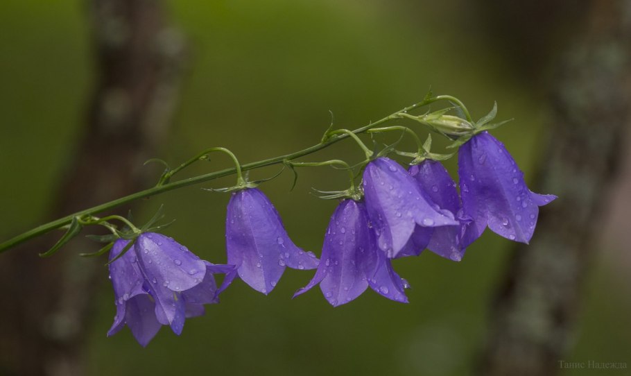 Колокольчик Нефедова (лат. Campanula nefedovii)