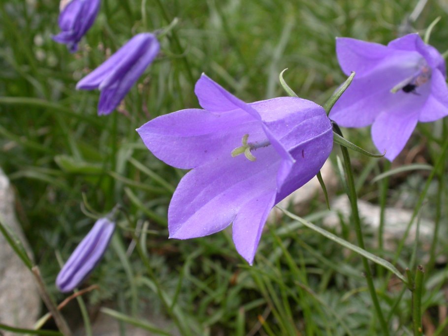 Колокольчик персиколистный Campanula persicifolia