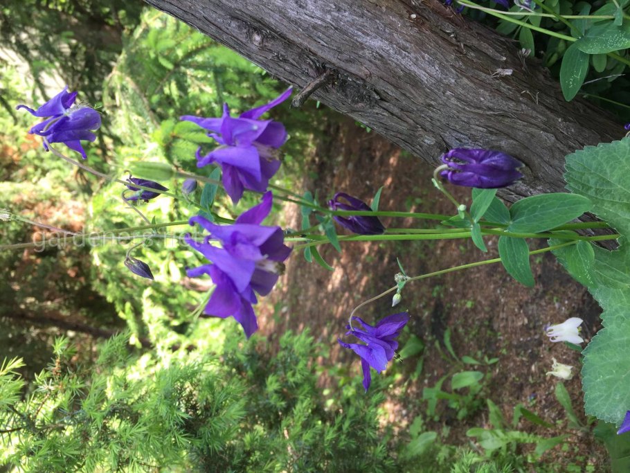 Колокольчик Дальневосточный