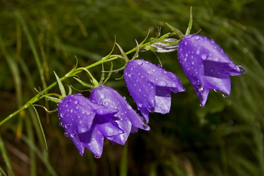 Кампанула Луговая