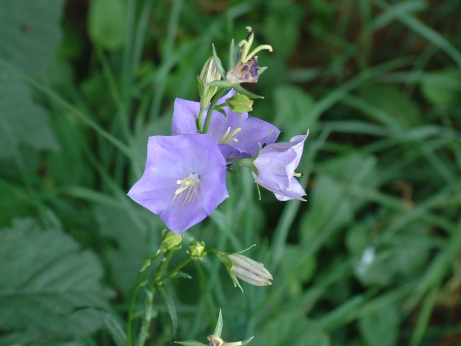 Кампанула Campanula Iris