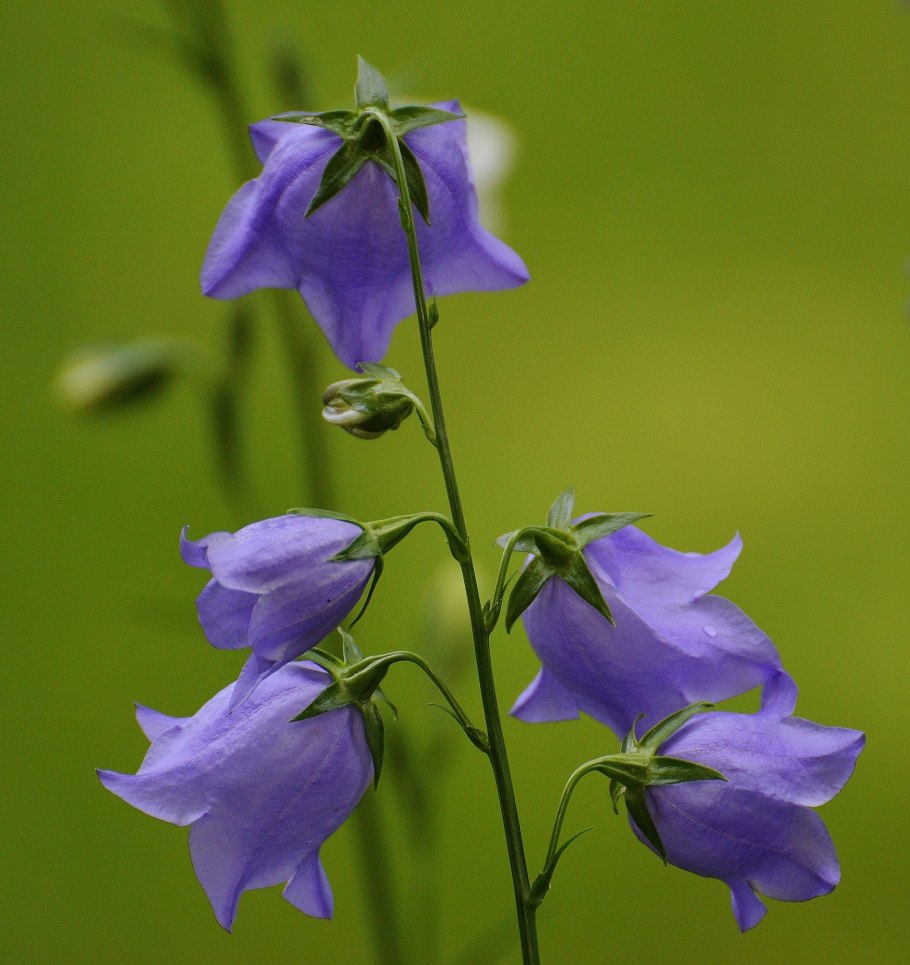 Campanula komarovii