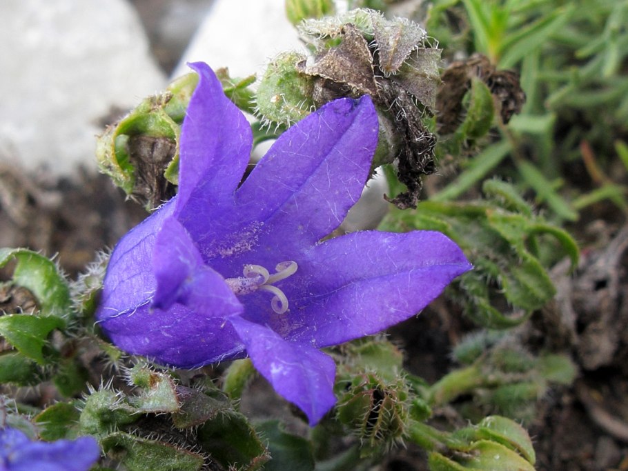 Колокольчик болонский campanula bononiensis