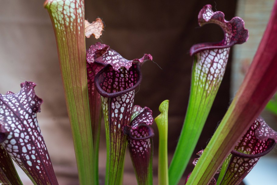 Саррацения (Sarracenia)