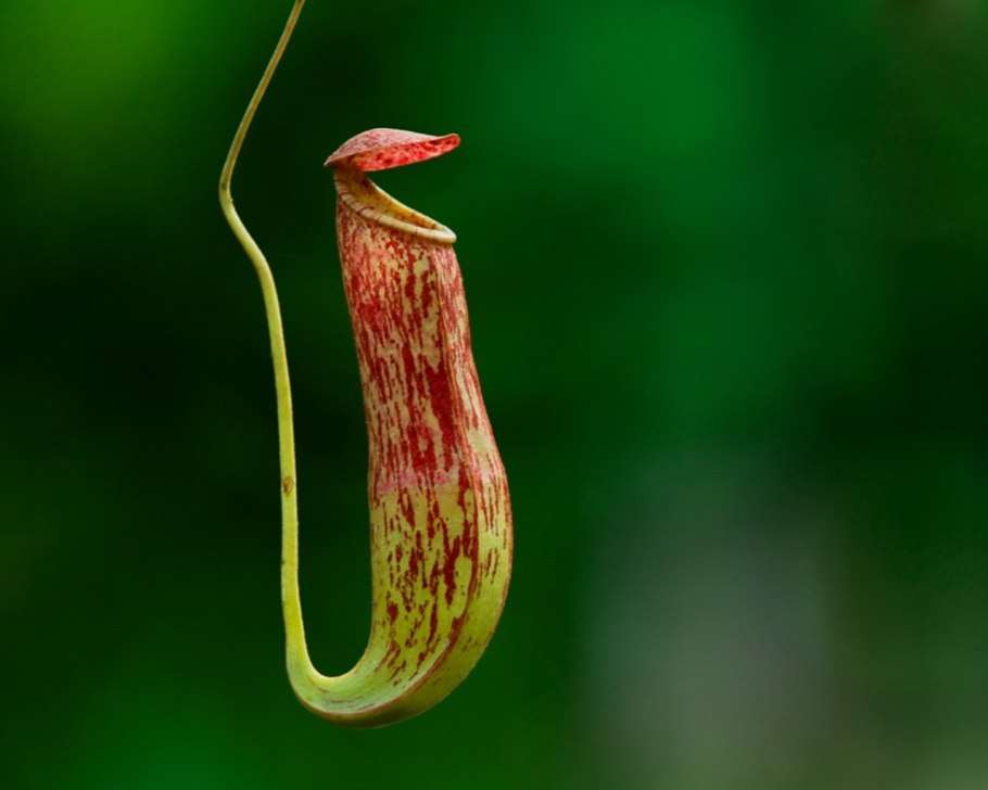 Саррацения пурпурная комнатные