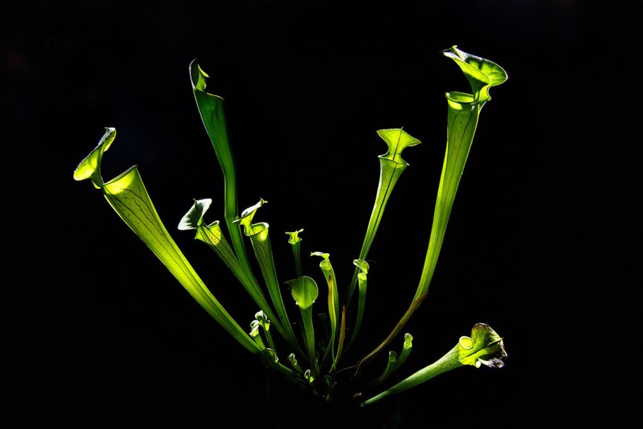 Sarracenia oreophila