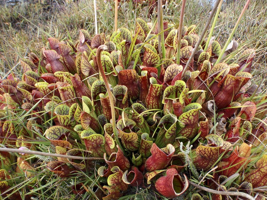 Саррацения (Sarracenia)