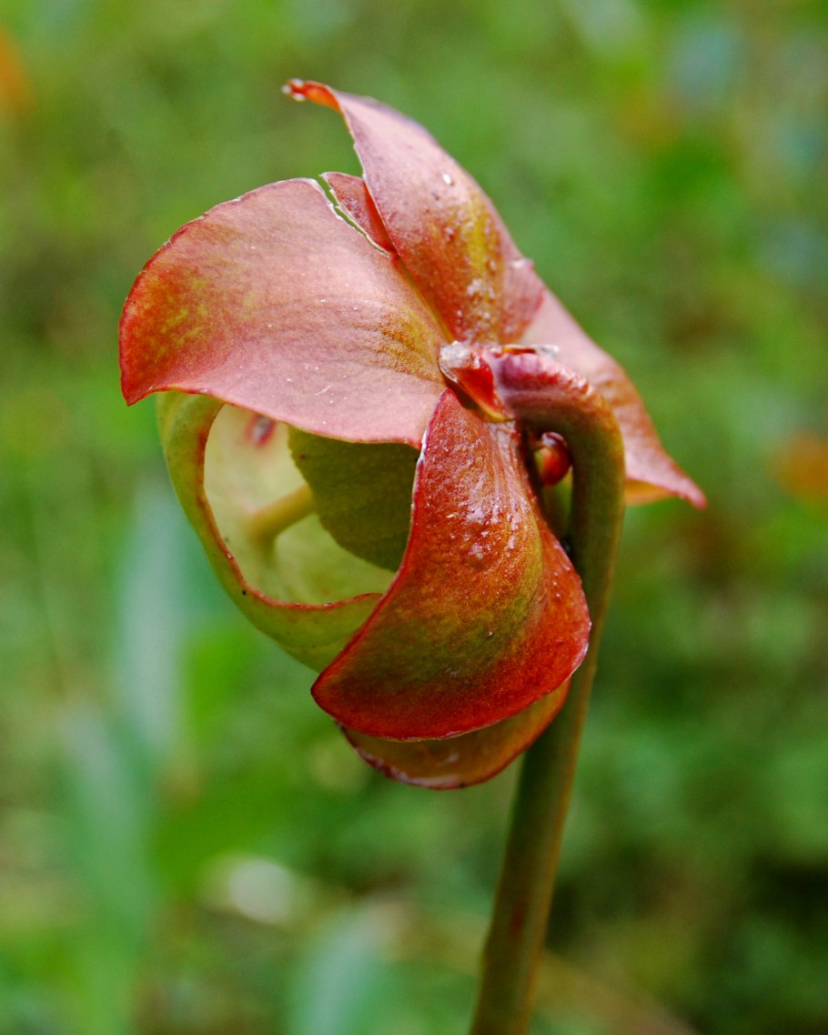 Хищные растения на черном фоне