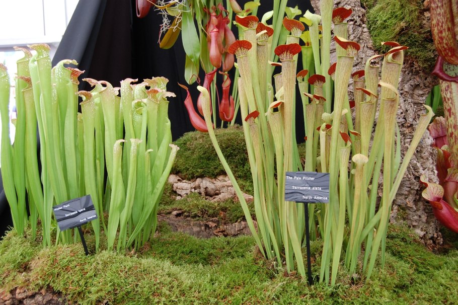 Саррацения пситтацина