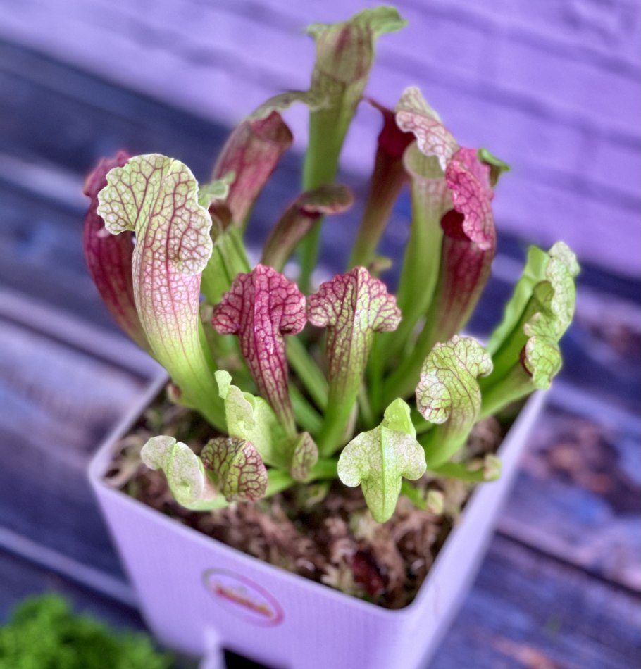 Саррацения Лейкофула