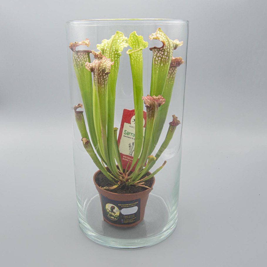 Саррацения лейкофилла