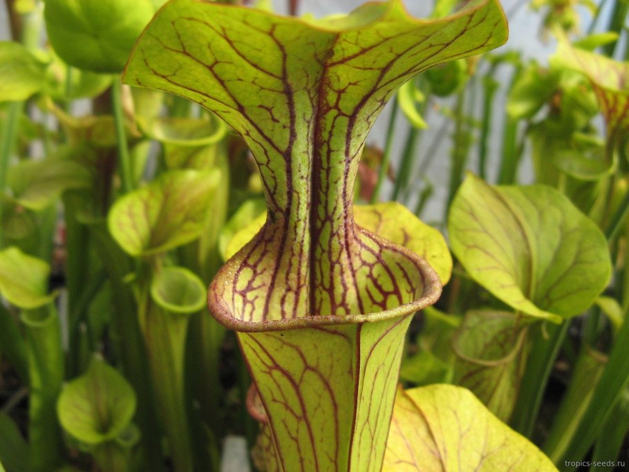 Северная Америка саррацения