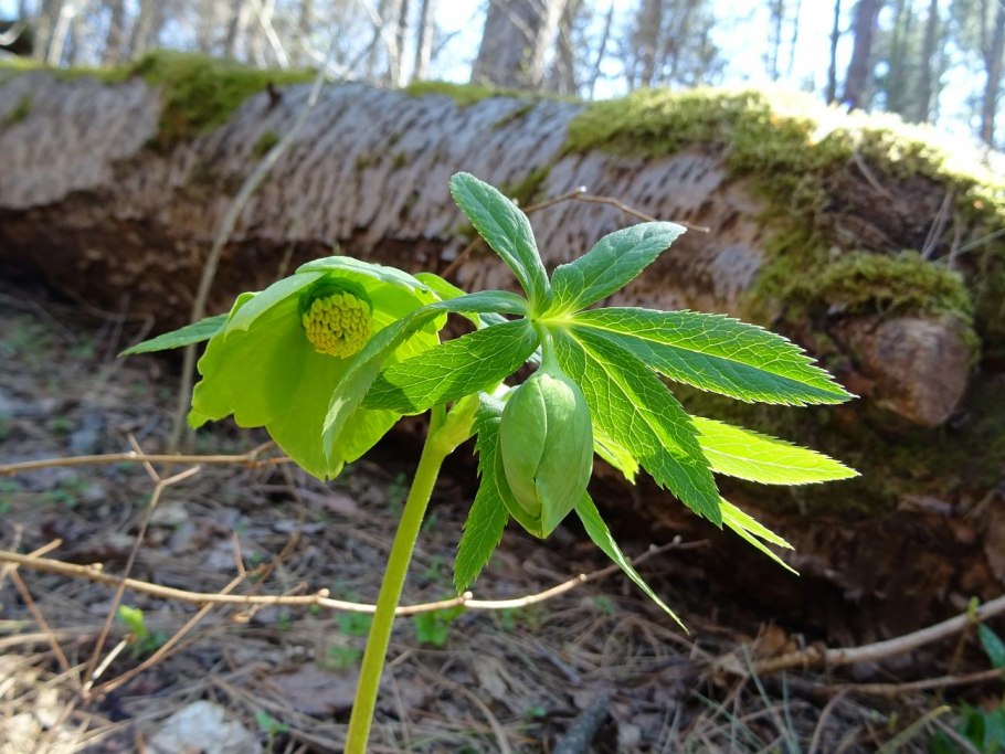 Морозник Spring Angel
